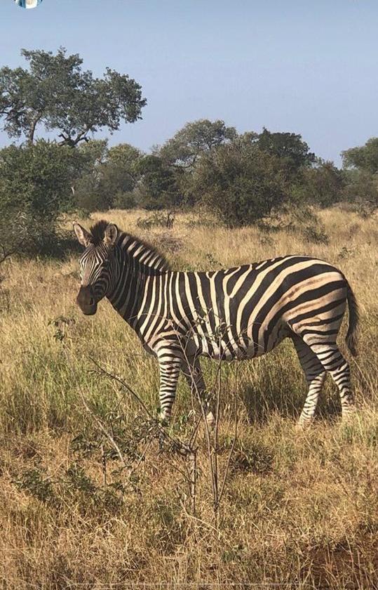 Juve, cos'è la 'zebra rampante': la storia del simbolo