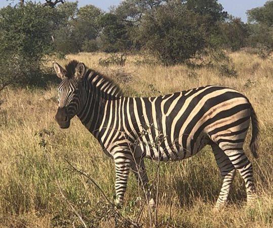 Juve, cos'è la 'zebra rampante': la storia del simbolo